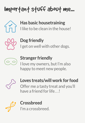 Information about a dog to be rehomed