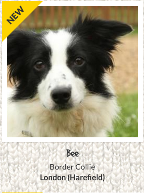 Bee the dog